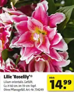 Hagebau Lilie Roselily Angebot
