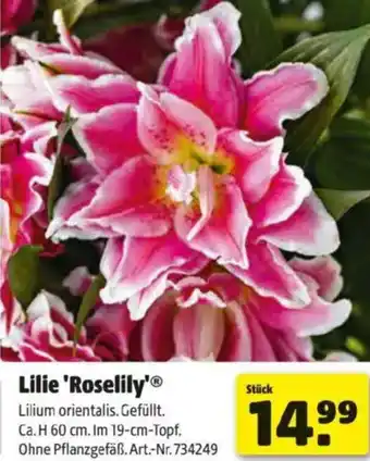 Hagebau Lilie Roselily Angebot