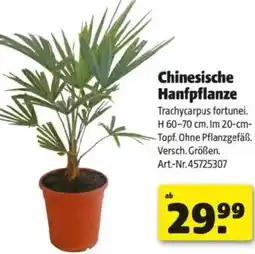Hagebau Chinesische Hanfpflanze Angebot