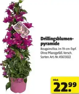 Hagebau Drillingsblumen- pyramide Angebot