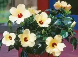 Hagebau Hibiskus-Busch Angebot