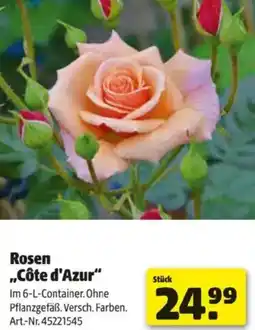 Hagebau Rosen Côte d'Azur Angebot