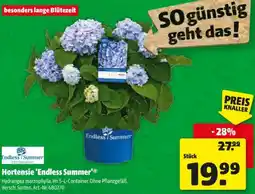 Hagebau Hortensie Endless Summer Angebot