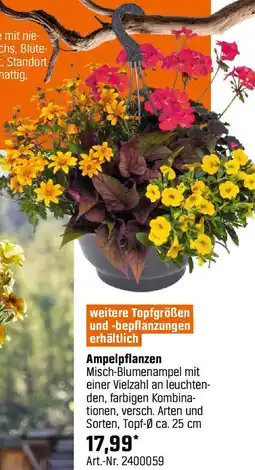 OBI Ampelpflanzen Angebot
