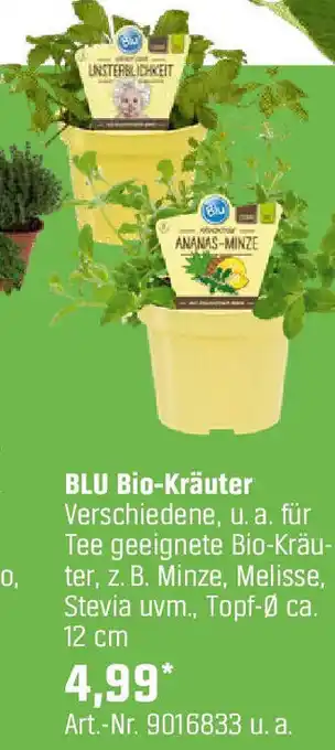 OBI Bio-Kräuter Angebot