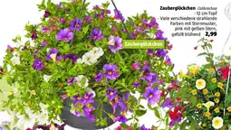 Bauhaus Zauberglöckchen Calibrachoa Angebot
