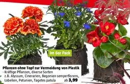 Bauhaus Pflanzen ohne Topf zur Vermeidung von Plastik Angebot