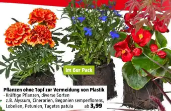Bauhaus Pflanzen ohne Topf zur Vermeidung von Plastik Angebot