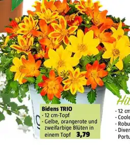 Bauhaus Bidens TRIO Angebot