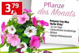Bauhaus Petunia Trio Mio 'Bella Vista Angebot