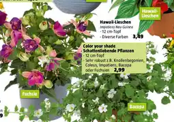 Bauhaus Color your shade Schattenliebende Pflanzen Angebot
