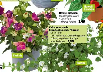 Bauhaus Color your shade Schattenliebende Pflanzen Angebot