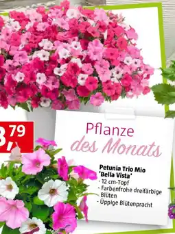 Bauhaus Petunia Trio Mio 'Bella Vista Angebot
