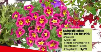 Bauhaus Zauberglöckchen 'Bumble Bee Hot Pink Angebot