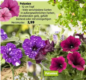 Bauhaus Petunien Angebot