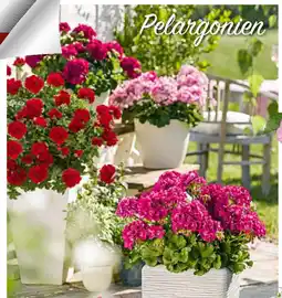 Bauhaus Pelargonien Angebot