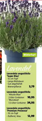 Bauhaus Lavendel Angebot