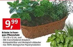 Bauhaus Kräuter in Faser- guss Pflanzschale Angebot