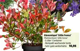 Bauhaus Glanzmispel 'Little Fenna Angebot
