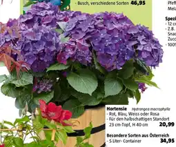 Bauhaus Hortensie Angebot