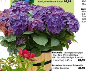 Bauhaus Hortensie Angebot