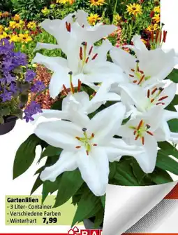 Bauhaus Gartenlilien Angebot