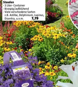 Bauhaus Stauden Angebot