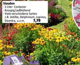 Bauhaus Stauden Angebot