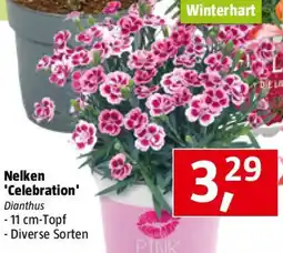 Bauhaus Nelken 'Celebration Angebot