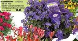 Bauhaus Glockenblume Campanula Angebot