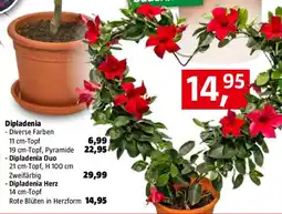 Bauhaus Dipladenia Angebot