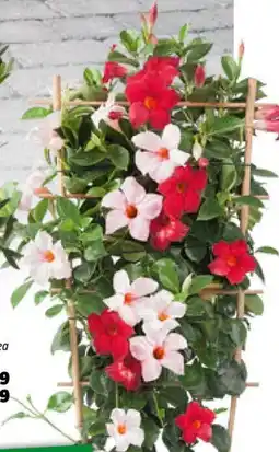 Bauhaus Piardino Dipladenia Summer Star Duo Angebot