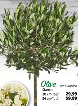 Bauhaus Olive Angebot