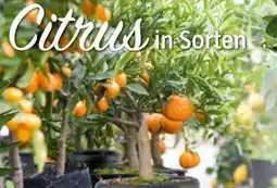 Bauhaus Calamondin/Limon/Orange Angebot