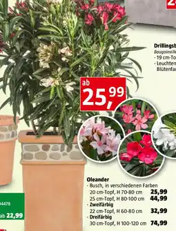 Bauhaus Oleander Angebot