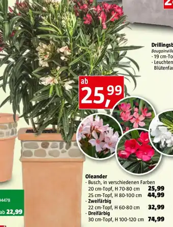 Bauhaus Oleander Angebot