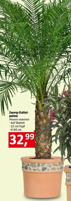 Bauhaus Zwerg-Dattel- palme Angebot