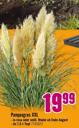 Hornbach Pampasgras XXL Angebot