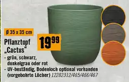 Hornbach Pflanztopf „Cactus Angebot
