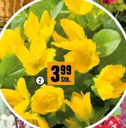 Hornbach Pfennigkraut Angebot