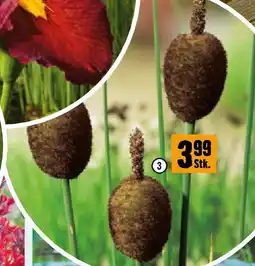 Hornbach Rohrkolben Angebot