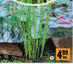 Hornbach Japanischer Schachtelhalm Angebot
