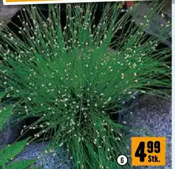 Hornbach Teichbinse Angebot