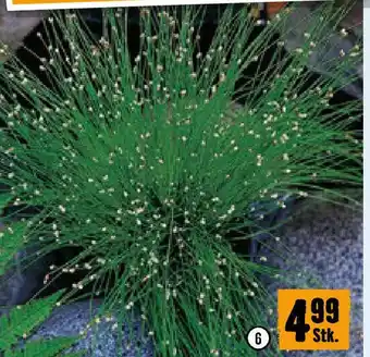 Hornbach Teichbinse Angebot