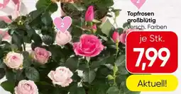 Spar Topfrosen großblütig Angebot