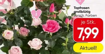 Spar Topfrosen großblütig Angebot