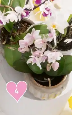 Spar Phalaenopsis Little Lady Angebot