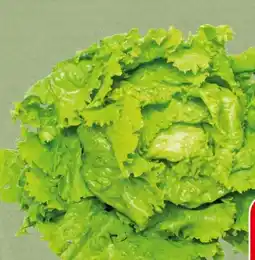 Spar Krauthäuptelsalat Angebot