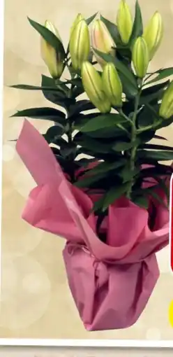Eurospar Orientalische Lilien Angebot