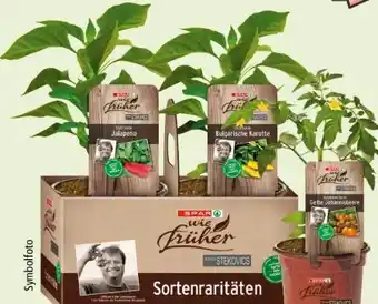 Interspar SPAR wie früher Stekovics Pflanzen Angebot